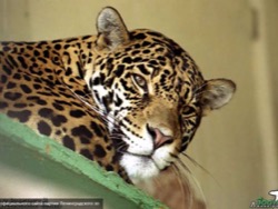 В Индии леопард зашел в школу и ранил пятерых