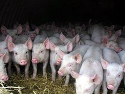 «Серый» экспорт свинины приводит к парадоксальной ситуации на рынке