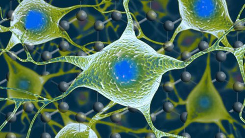 Ученые успешно внедрили графеновые электроды в нейроны головного мозга