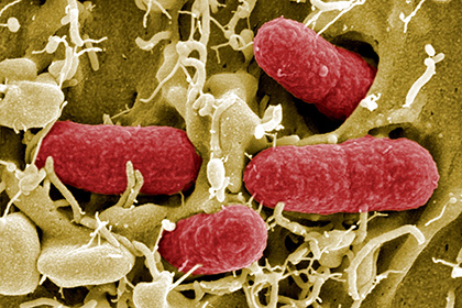 Наночастицы победили бактерии за считанные секунды