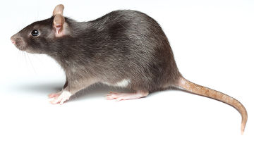 Гигантская «крыса-монстр» найдена на детской площадке в Лондоне