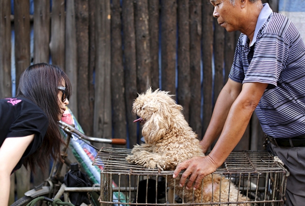 Зоозащитница пытается купить собаку, предназначенную для съедения на фестивале в Юйлине