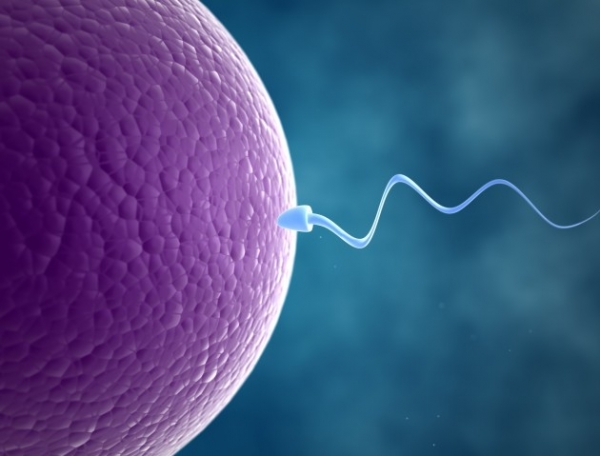 Новое исследование поможет лечить мужское бесплодие и создать унисекс контрацептив