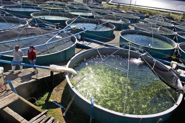 Токсиколог: «Норвежский лосось — самая токсичная еда во всём мире» 