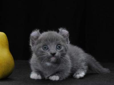 Самые маленькие породы котов. Фото