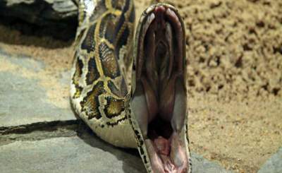 Рекорды в мире животных: самые длинные змеи. Фото