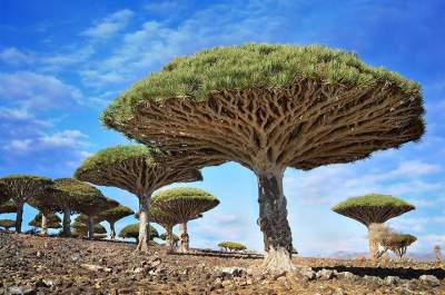 Самые необычные деревья нашей планеты. Фото