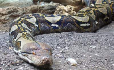 Рекорды в мире животных: самые длинные змеи. Фото