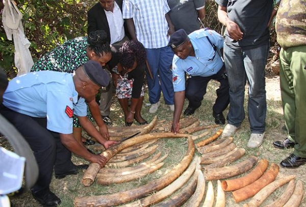 Конфискованная у браконьеров в Кении слоновая кость