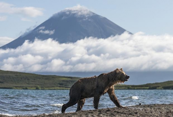Медведь на берегу Курильского озера, Камчатка