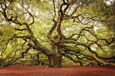 Самые необычные деревья нашей планеты. Фото