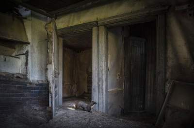 Заброшенные дома, в которых поселились животные. Фото