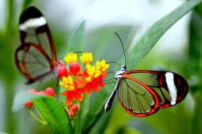 Невероятно красивые бабочки со «стеклянными» крыльями. Фото