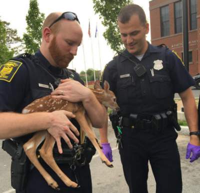В США полицейские спасли осиротевшего олененка. Фото