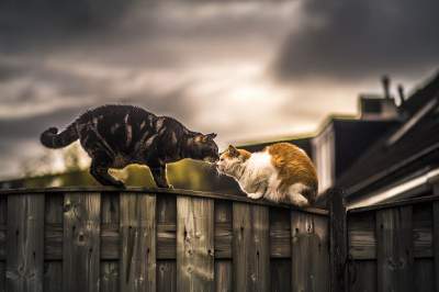 Фотограф удивил нежными снимками кошек. Фото