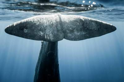 Дайверы показали волшебство подводного мира. Фото