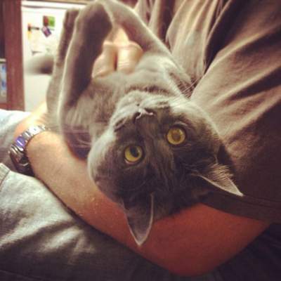 Селфи самого удивленного в мире кота. Фото