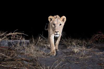Удивительные снимки диких животных, сделанные камерой-ловушкой. Фото