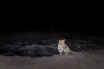 Удивительные снимки диких животных, сделанные камерой-ловушкой. Фото