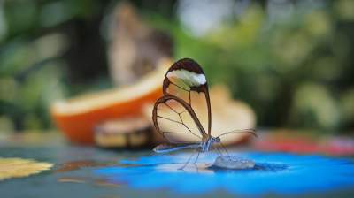 Невероятно красивые бабочки со «стеклянными» крыльями. Фото