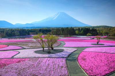 Розовый рай у подножия Фудзиямы. Фото
