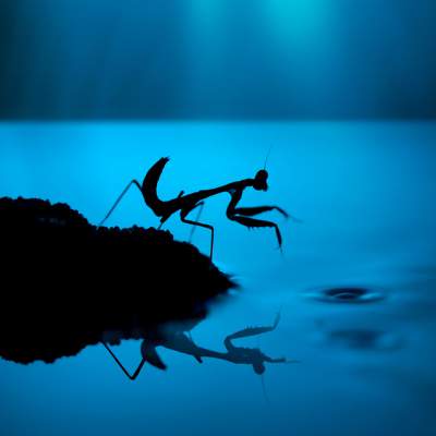 Увлекательная жизнь насекомых в макроснимках. Фото