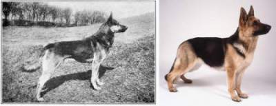 Эволюция разных пород собак за последние 100 лет. Фото