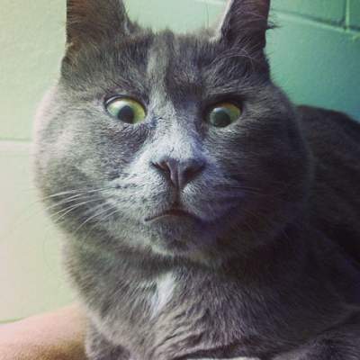 Селфи самого удивленного в мире кота. Фото