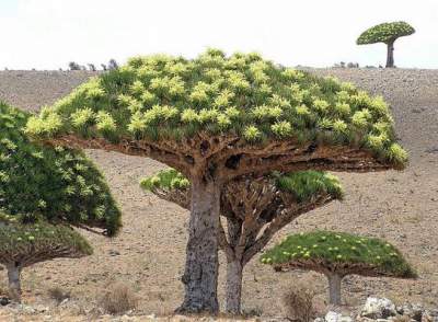 Сокотра - остров необыкновенных деревьев