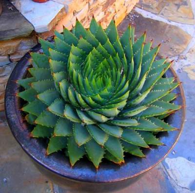 Растения, удивляющие геометричностью форм. Фото