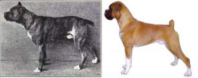 Эволюция разных пород собак за последние 100 лет. Фото