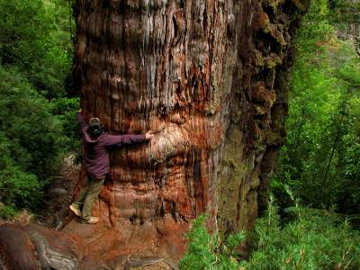 Самые старые деревья на нашей планете. Фото