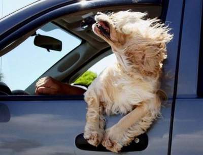 Смешные снимки собак в автомобилях. Фото