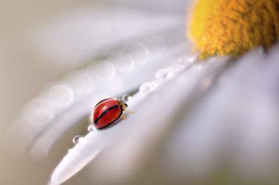 Увлекательная жизнь насекомых в макроснимках. Фото