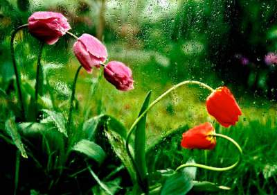 Романтика весенних дождей в талантливых работах. Фото
