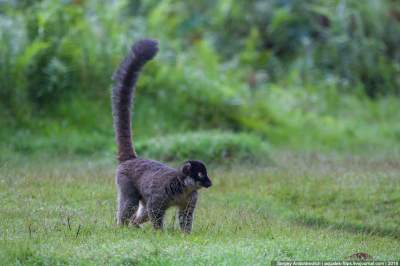 Животные Мадагаскара, привлекающие внимание туристов. Фото