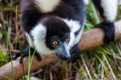 Животные Мадагаскара, привлекающие внимание туристов. Фото