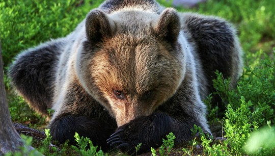 Медведь загрыз рыбака в Хабаровском крае