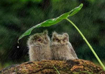 В Джакарте сфотографировали невероятно милых совят под дождем