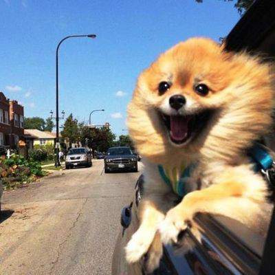 Смешные снимки собак в автомобилях. Фото