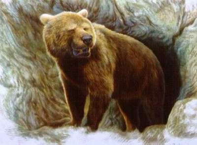 Пещерных медведей погубил оседлый образ жизни