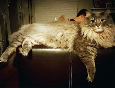  Мейн-куны: самые величественные коты в мире. Фото
