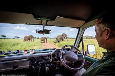 Фотограф показал спокойное величие слонов. Фото