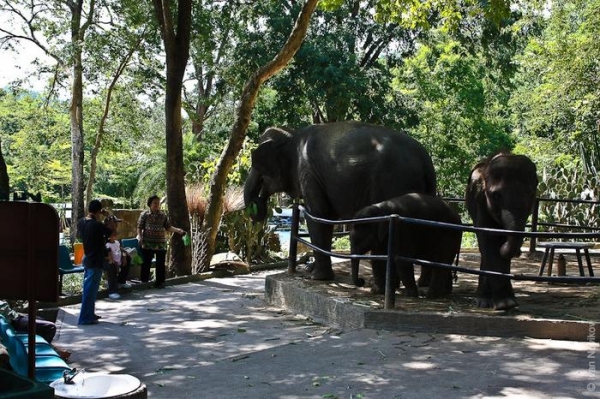 Таиланд. Зоопарк Као-Кео