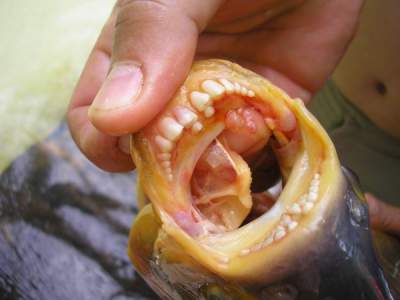  В США поймали рыбу с человеческими зубами