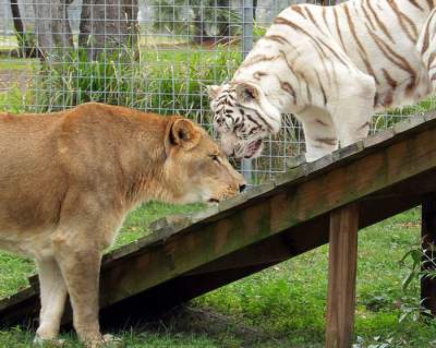  Необычная дружба льва и тигрицы-альбиноса. Фото