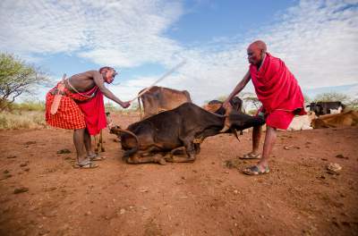  Дикие свадебные обычаи племени масаи. Фото