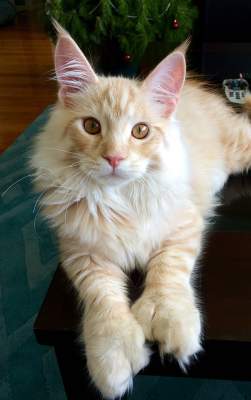  Мейн-куны: самые величественные коты в мире. Фото