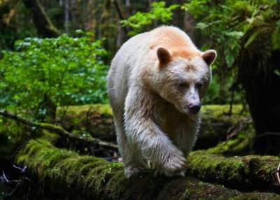 Фотограф показал жизнь канадских и арктических медведей. Фото