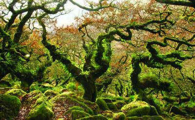 ТОП-8 самых красивых лесов в мире. Фото